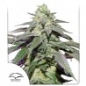 AUTO SKYWALKER HAZE · Dutch Passion · kenevir tohum · Disi · Auto Fem