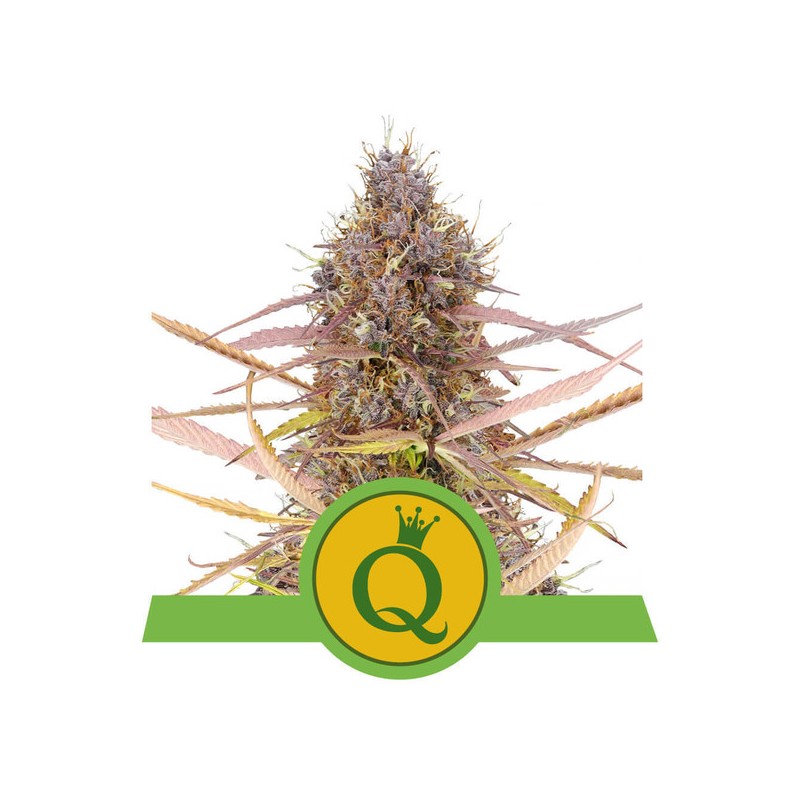 PURPLE QUEEN AUTO · Royal Queen Seeds · kenevir tohum · Disi · AutoFem
