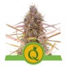 PURPLE QUEEN AUTO · Royal Queen Seeds · cannabis seeds · AutoFem