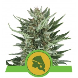 ROYAL CHEESE AUTO · Royal...