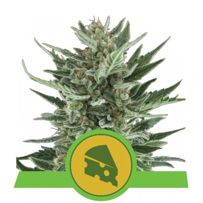 ROYAL CHEESE AUTO · Royal Queen Seeds · kenevir tohum · Disi · AutoFem