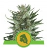 ROYAL CHEESE AUTO · Royal Queen Seeds · kenevir tohum · Disi · AutoFem