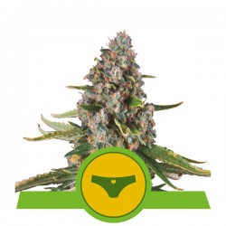 SHERBET QUEEN AUTO · Royal Queen Seeds · kenevir tohum · Disi · AutoFem