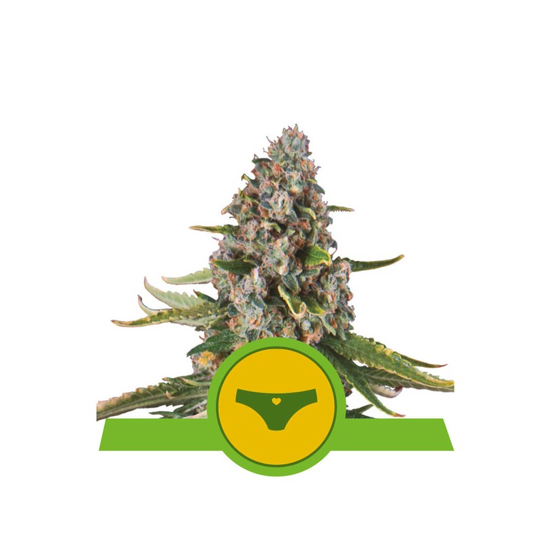 SHERBET QUEEN AUTO· Royal Queen Seeds · cannabis seeds · AutoFem