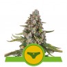 SHERBET QUEEN AUTO · Royal Queen Seeds · kenevir tohum · Disi · AutoFem