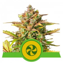 SWEET ZZ AUTO · Royal Queen Seeds · cannabis seeds · AutoFem