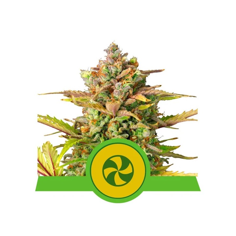 SWEET ZZ AUTO · Royal Queen Seeds · kenevir tohum · Disi · AutoFem