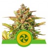 SWEET ZZ AUTO · Royal Queen Seeds · kenevir tohum · Disi · AutoFem
