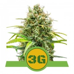 TRIPLE G AUTO · Royal Queen Seeds · kenevir tohum · Disi · AutoFem