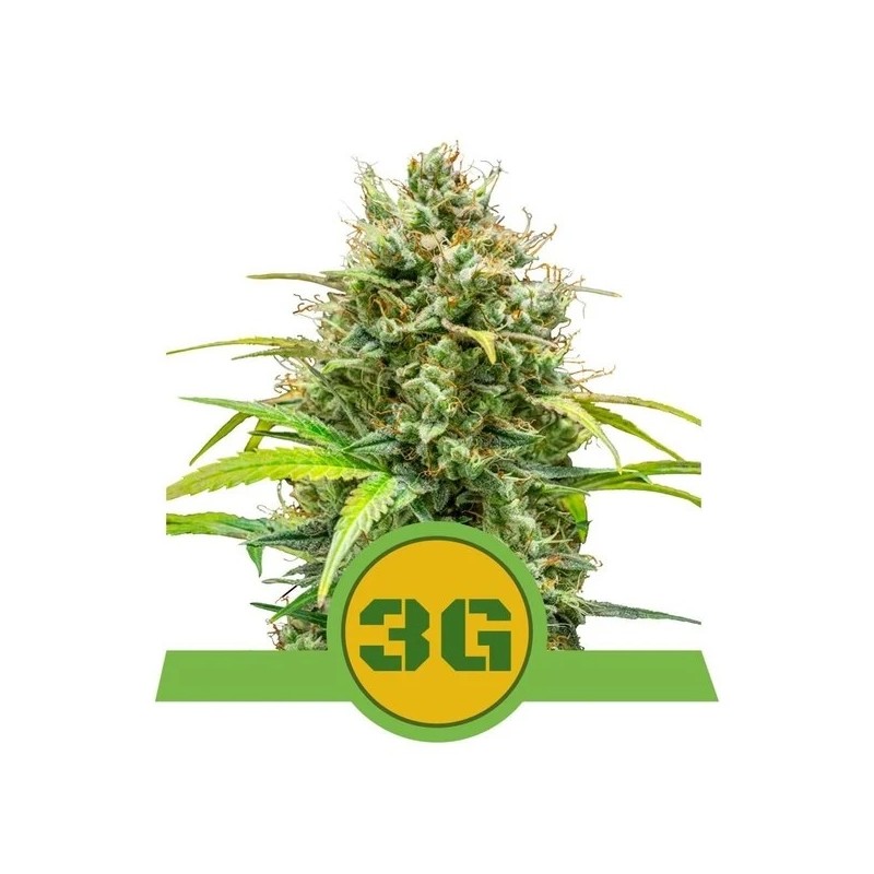 TRIPLE G AUTO · Royal Queen Seeds · cannabis seeds · AutoFem