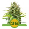 TRIPLE G AUTO · Royal Queen Seeds · cannabis seeds · AutoFem