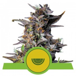 WATERMELON AUTO ·  Royal Queen Seeds · kenevir tohum · Disi · AutoFem