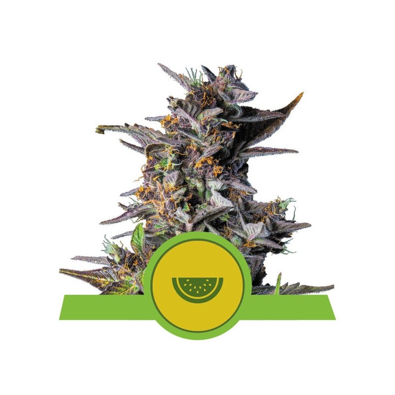 WATERMELON AUTO  · Royal Queen Seeds · cannabis seeds · AutoFem
