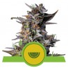 WATERMELON AUTO  · Royal Queen Seeds · cannabis seeds · AutoFem