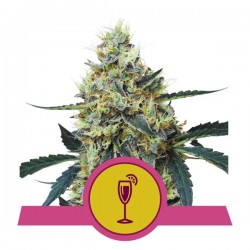 MIMOSA · Royal Queen Seeds · kenevir tohum · Disi · Fem