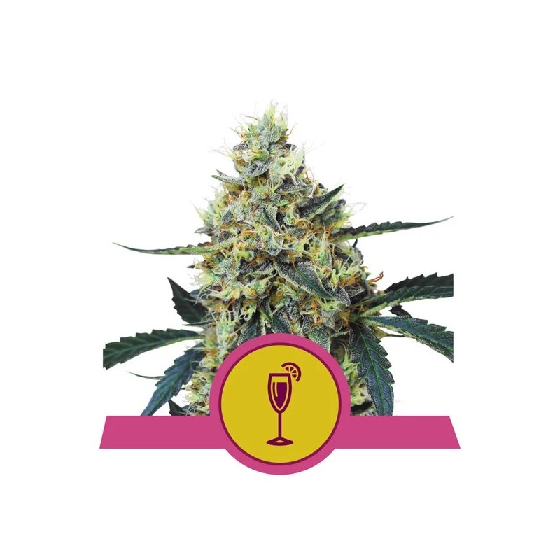MIMOSA · Royal Queen Seeds · kenevir tohum · Disi · Fem