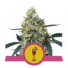 MIMOSA · Royal Queen Seeds · cannabis seeds · Fem