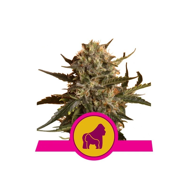 MOTHER GORILLA · Royal Queen Seeds · kenevir tohum · Disi · Fem