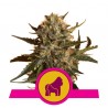 MOTHER GORILLA · Royal Queen Seeds · cannabis seeds · Fem
