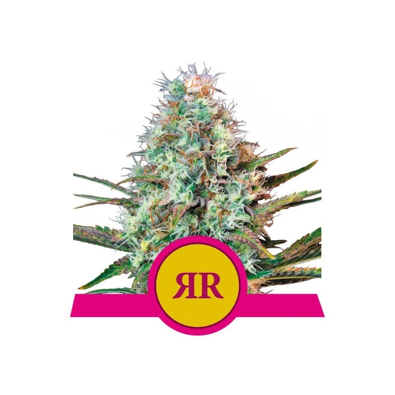 ROYAL RUNTZ · Royal Queen Seeds · kenevir tohum · Disi · Fem