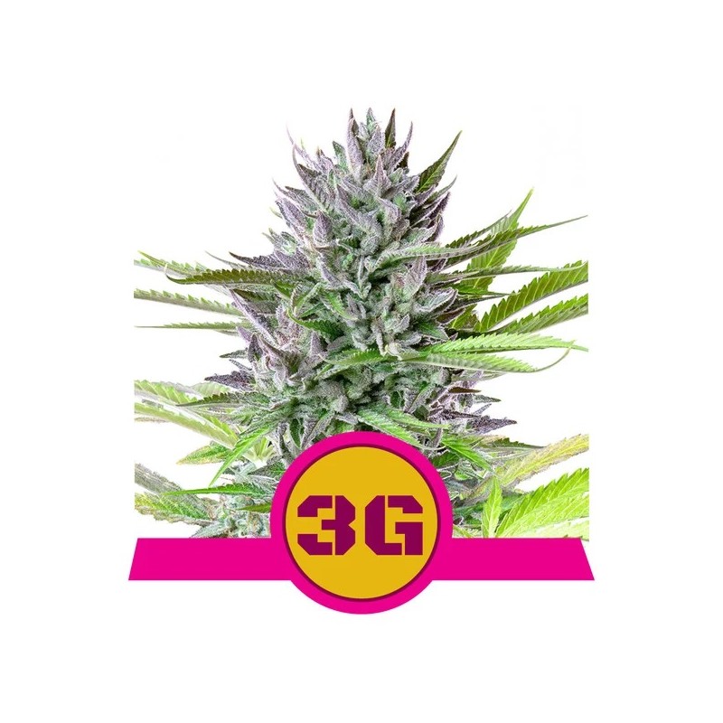 TRIPLE G · Royal Queen Seeds · cannabis seeds · Fem