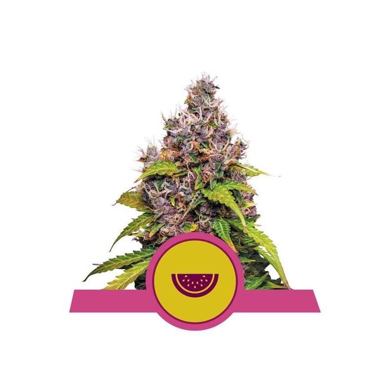 WATERMELON · Royal Queen Seeds · kenevir tohum · Disi · Fem