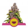 WATERMELON · Royal Queen Seeds · kenevir tohum · Disi · Fem