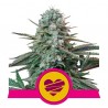 WEDDING CRASHER · Royal Queen Seeds · kenevir tohum · Disi · Fem