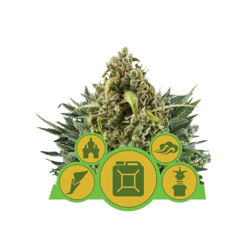 MIX AUTO · Royal Queen Seeds · kenevir tohum · Disi · AutoFem