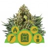 MIX AUTO · Royal Queen Seeds · kenevir tohum · Disi · AutoFem