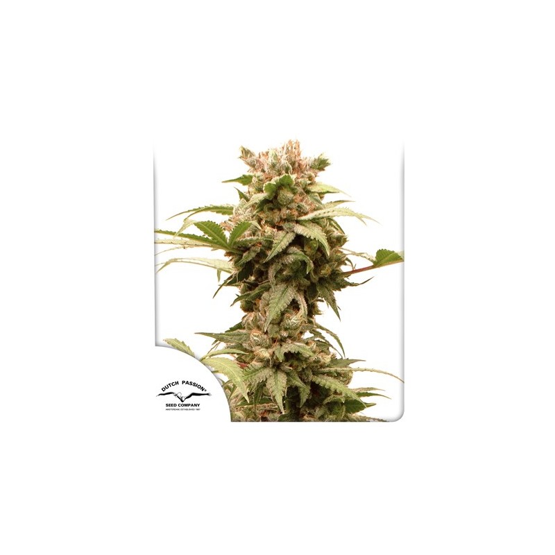 AUTO CBG-FORCE