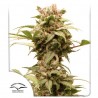 AUTO CBG-FORCE