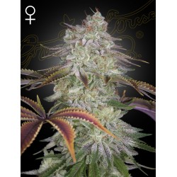 ALIENZ · Green House Seeds · kenevir tohum · Disi · Fem