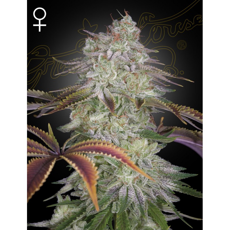 ALIENZ · Green House Seeds · kenevir tohum · Disi · Fem