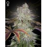 ALIENZ · Green House Seeds · kenevir tohum · Disi · Fem
