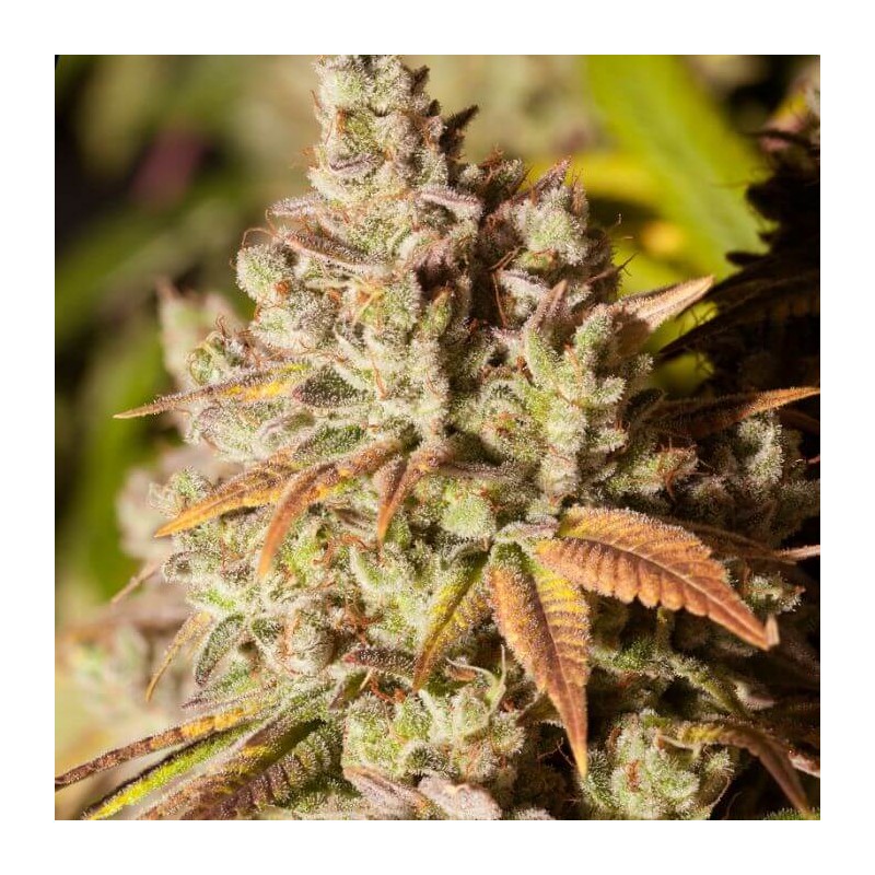GORILLA GLUE · Dr Green Seeds · bulk kenevir tohum · Disi · Fem