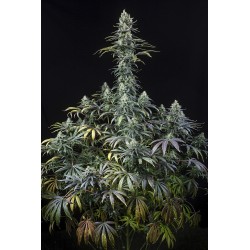 EARLY AMNESIA CBD · Dinafem · kenevir tohum · Fem