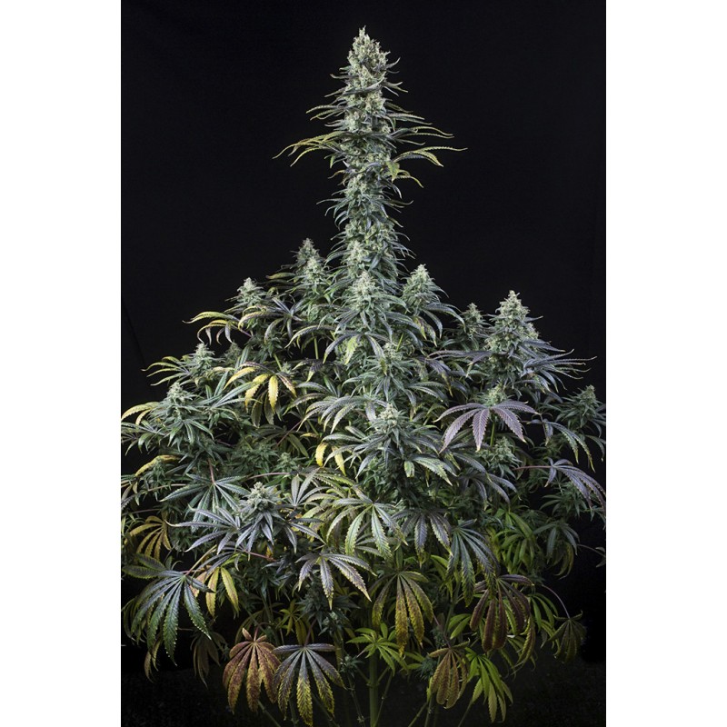 EARLY AMNESIA CBD · Dinafem · kenevir tohum · Fem