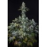 EARLY AMNESIA CBD · Dinafem · kenevir tohum · Fem