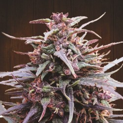 Purple Haze x Malawi · Ace...