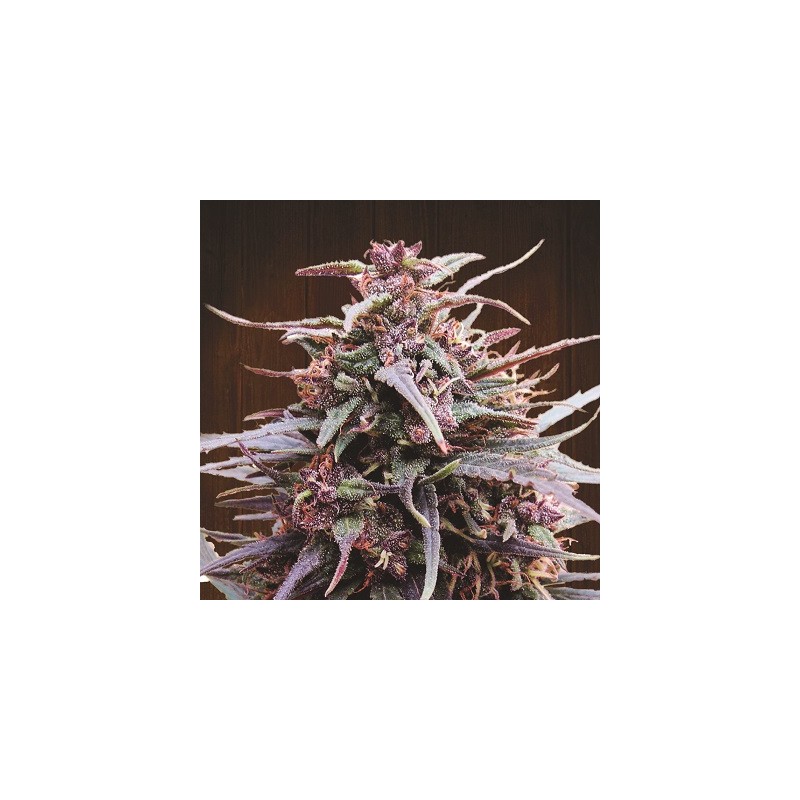 Purple Haze x Malawi · Ace Seeds · kenevir tohum · Disi · Fem