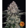 SOUR DIESEL AUTO · Barneys Farm · cannabis seeds · AutoFem