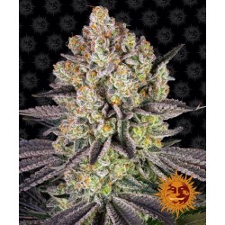 RUNTZ · Barneys Farm · cannabis seeds · Fem