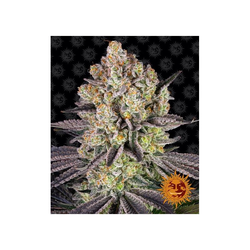 RUNTZ · Barneys Farm · kenevir tohum · Disi · Fem
