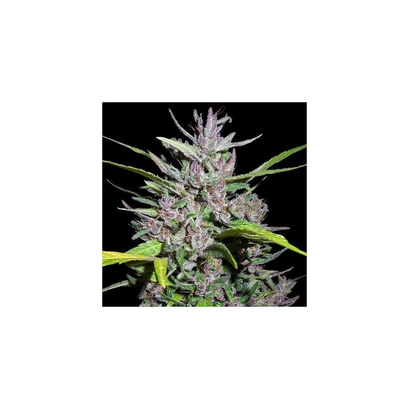 Honduras x Panama · Ace Seeds · kenevir tohum · Disi  · Fem