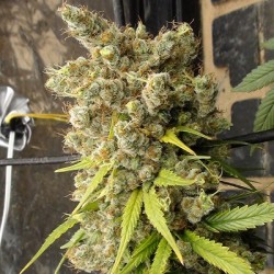 Super Malawi Haze · Ace...