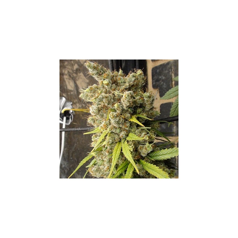 Super Malawi Haze · Ace Seeds · cannabis seeds · Fem