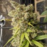 Super Malawi Haze · Ace Seeds · kenevir tohum · Disi  · Fem