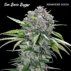 San Bacio Burger · Advanced Seeds · kenevir tohum - disi · Fem