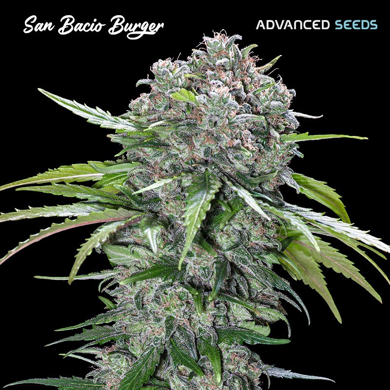 San Bacio Burger · Advanced Seeds · kenevir tohum - disi · Fem